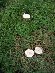 Clitocybe