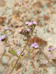 Praxelis clematidea