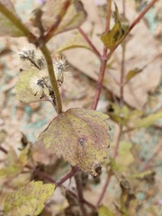 Praxelis clematidea