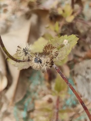 Praxelis clematidea