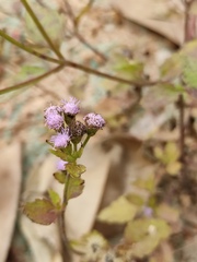 Praxelis clematidea