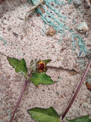 Sphagneticola trilobata
