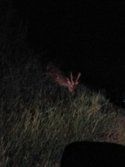 Cervus nippon taiouanus