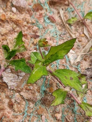 Sphagneticola trilobata