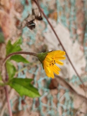 Sphagneticola trilobata
