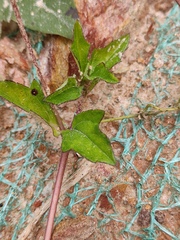 Sphagneticola trilobata