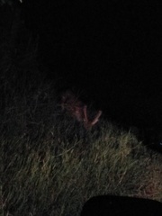 Cervus nippon taiouanus