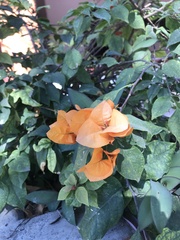 Bougainvillea