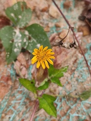 Sphagneticola trilobata