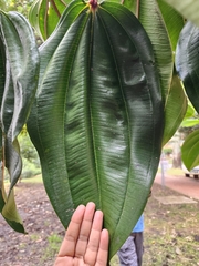 Meriania nobilis