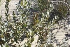 Salix cordata