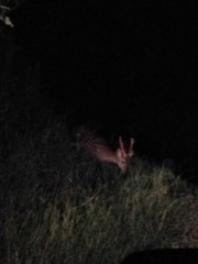 Cervus nippon taiouanus