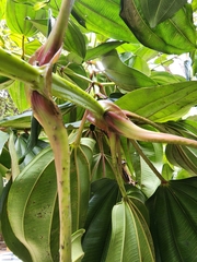 Meriania nobilis