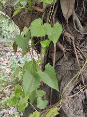 Mikania micrantha