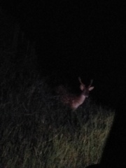 Cervus nippon taiouanus