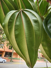 Meriania nobilis