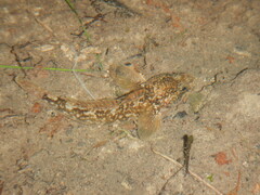 Padogobius nigricans
