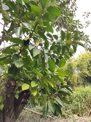 Ficus elastica