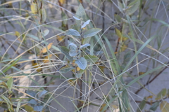 Salix cordata