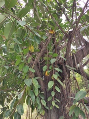 Ficus elastica