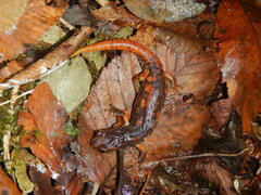 Speleomantes italicus