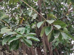 Ficus elastica
