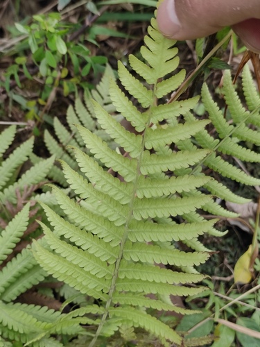 Thelypteris parasitica iNat (2)