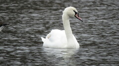 Cygnus olor
