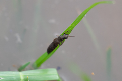 Ocypus aeneocephalus