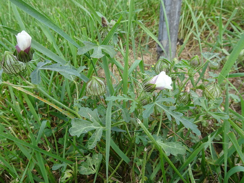 Hibiscus trionum