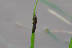 Ocypus aeneocephalus