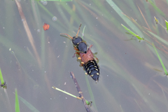 Staphylinus dimidiaticornis