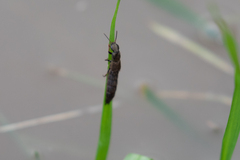 Ocypus aeneocephalus