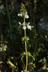 Stachys spinulosa