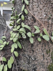 Pyrrosia adnascens