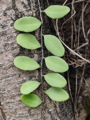 Pyrrosia adnascens