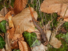 Speleomantes italicus