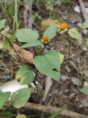 Acmella paniculata