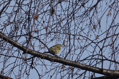 Carduelis citrinella