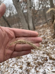Elymus villosus