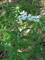 Achillea biserrata