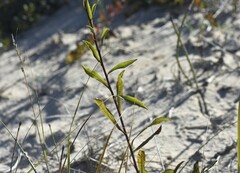 Solidago gillmanii