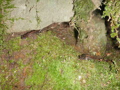 Speleomantes italicus