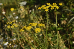 Leiotulus aureus