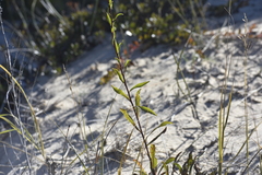 Solidago gillmanii