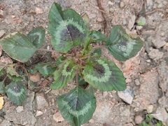 Amaranthus tricolor
