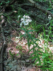 Achillea biserrata