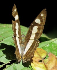 Metamorpha elissa