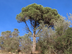 Pinus halepensis