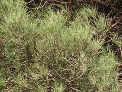Pinus halepensis